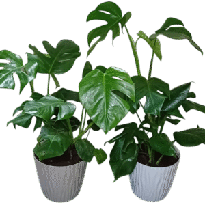 Monstera