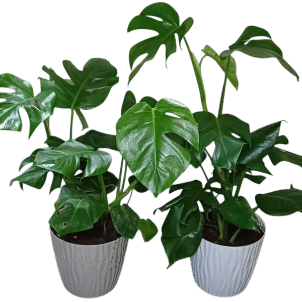 Monstera
