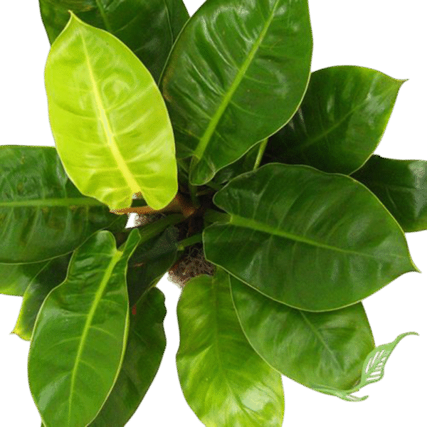 Philodendron Longifolio - Imagen 2