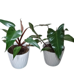 Philodendron Sanguíneo