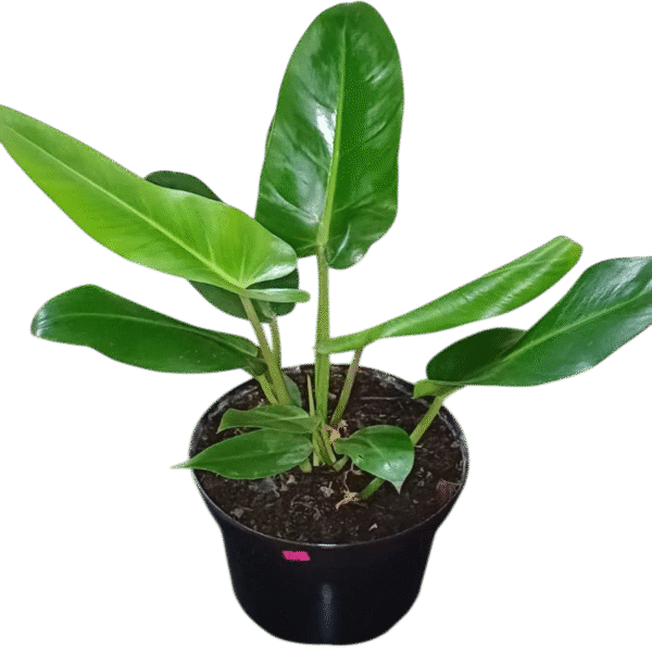 Philodendron Longifolio