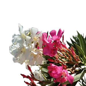 Laurel de Flor (Descuento 3 o más unidades)