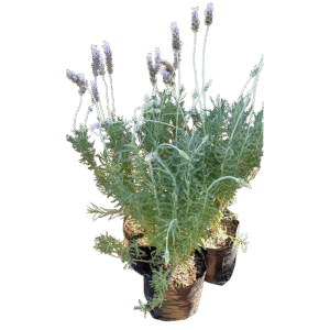 Lavanda Francesa (Descuento 3 o más unidades)