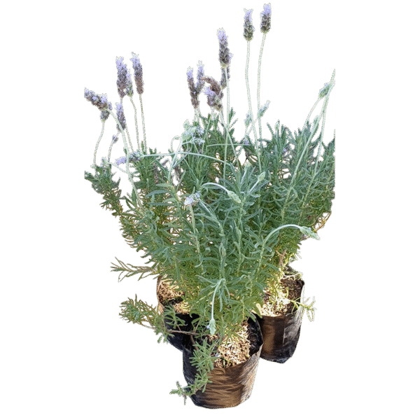 Lavanda Francesa (Descuento 3 o más unidades)