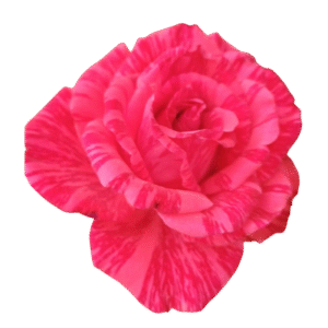 Rosas Injerto (Descuento 3 o más unidades)