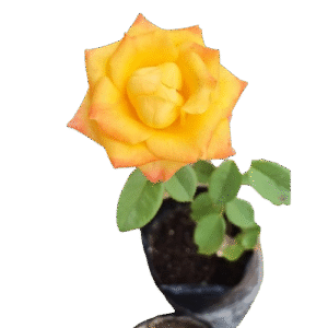 Rosas Exótica (Descuento 3 o más unidades)